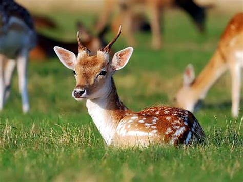 Adorable Baby Deer wallpaper | 1024x768 | #11233