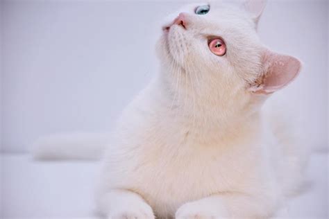 What Are Albino Cats? They May Fascinate You | PawTracks