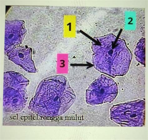 Detail Gambar Sel Epitel Rongga Mulut Koleksi Nomer 13