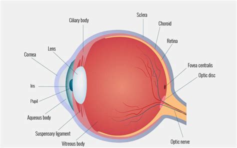 Eye Anatomy Quiz