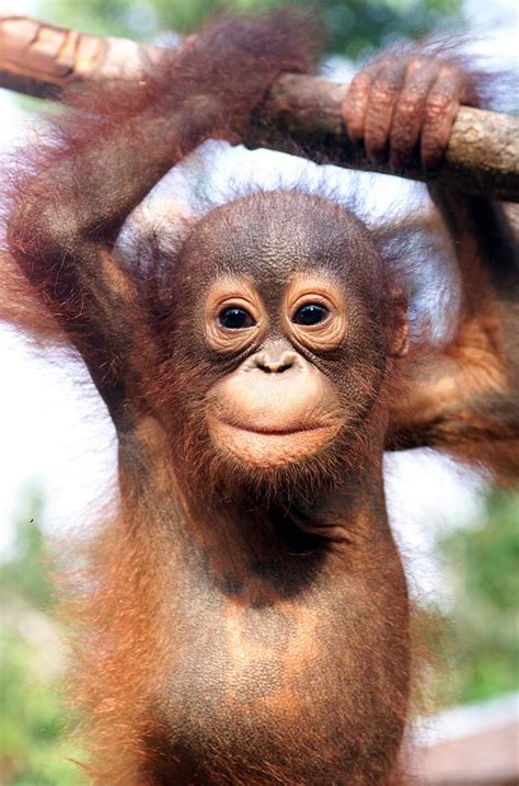 Bornean Orangutan Facts, Habitat, Diet, Life Cycle, Baby, Pictures