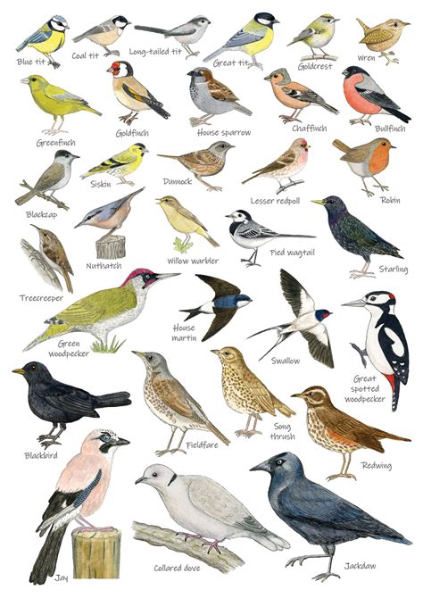 British Garden Birds Identification A5 Card Postcard, Art Print