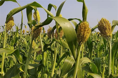 Sorghum Plant