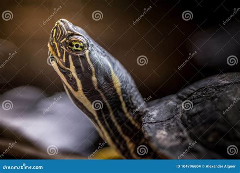 Close up of turtle stock photo. Image of turtle, neck - 104796604