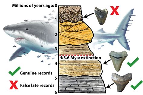 Megalodon shark went extinct a million years earlier than thought • Earth.com