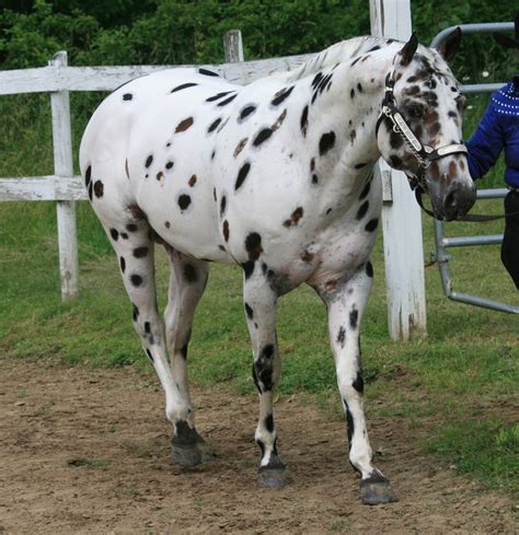 17 Best images about Appaloosa & Spotted Ponies on Pinterest | Indian horses, Cap d'agde and Ponies