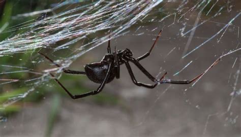 5 Signs Of Black Widow Spider Infestation You Must Not Miss