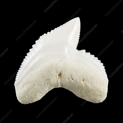 Tiger shark tooth - Stock Image - Z600/0373 - Science Photo Library