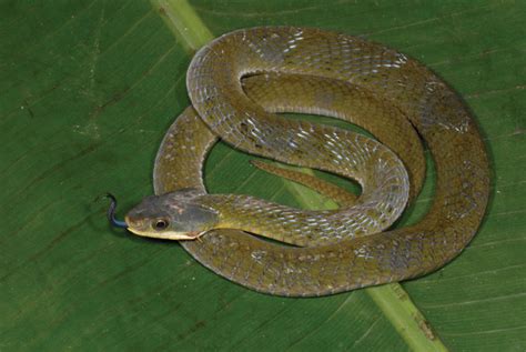 Cobra Snakes Of The Congo - Reptiles Magazine