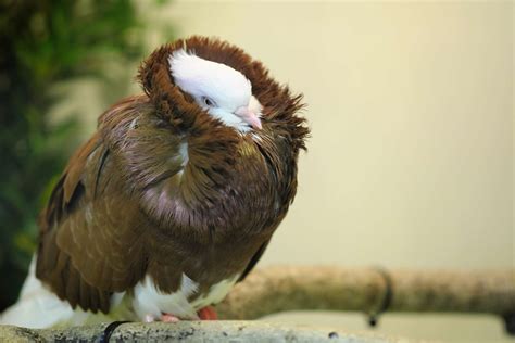 12 Most Bizarre Pigeon Breeds