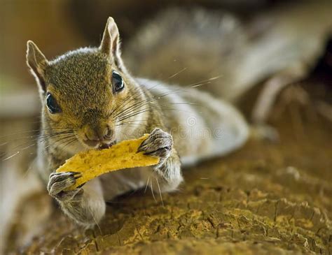 Squirrel Eating Corn Stock Images - Download 145 Royalty Free Photos