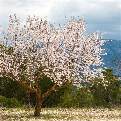 Prunus dul. 'All-In-One' Almond Tree | Willard Bay Gardens