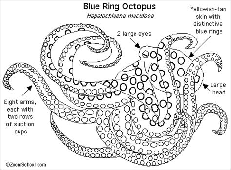 Anatomy Of An Octopus - Anatomical Charts & Posters