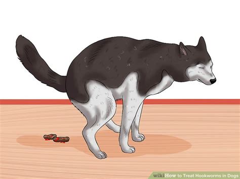 How to Treat Hookworms in Dogs: 14 Steps (with Pictures)