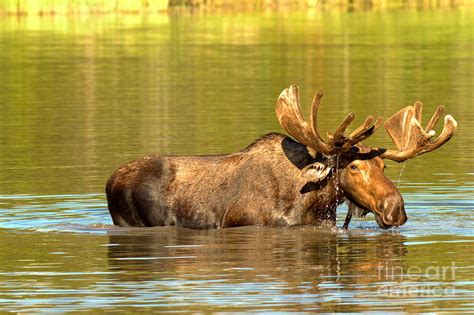 Moose In The Forest Reflections Photograph by Adam Jewell - Pixels