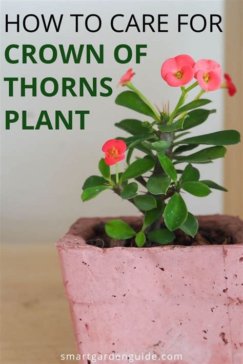 Crown Of Thorns Plant Guide