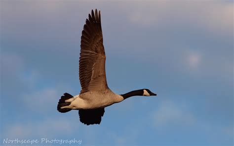 Northscape Photography - Canada Goose in Flight