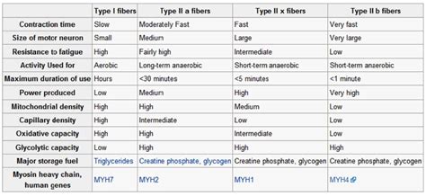 The most powerful ways: Type II Muscle Fibers