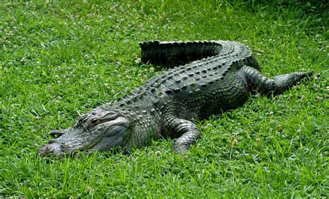 ANIMAL: 14 Amazing Facts About Crocodiles