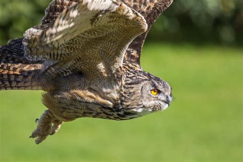 Eagle Owl Bird of Prey Hunting in Flight. Eagle-owl Bubo Bubo Stock Photo - Image of mottled ...