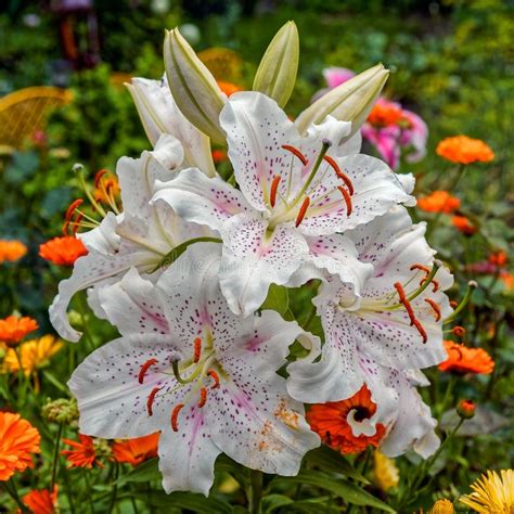 Lily flower in a garden stock image. Image of blurred - 58662441