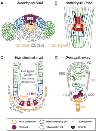 Examples of plant and animal niches. (A) The Arabidopsis shoot apical... | Download Scientific ...