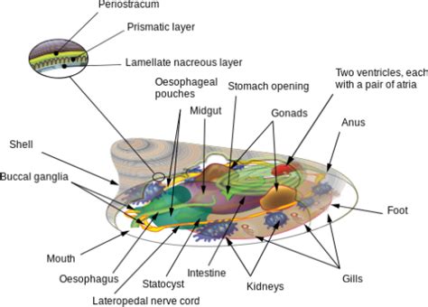 harvesting the fruits of the web | “Diagram of the internal anatomy of...