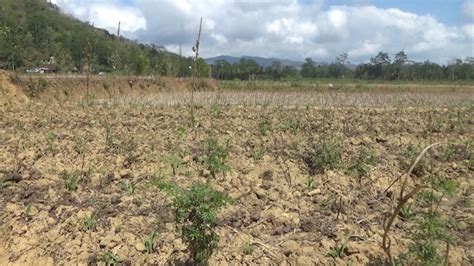 Lahan Pertanian Kering, Petani Terancam Merugi