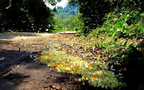 Hanoi Day Tour Cuc Phuong National Park | Best Hanoi Day Tours