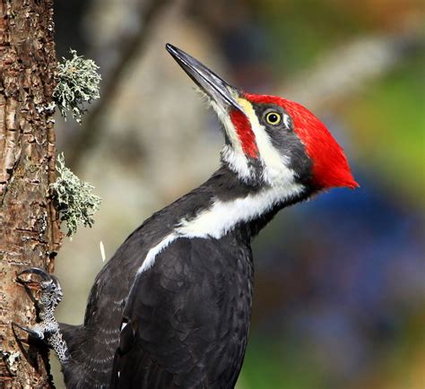 File:Pileated Woodpecker (6258355443).jpg - Wikimedia Commons