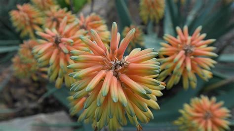 How to Make an Aloe Vera Plant Bloom – Living With Aloe