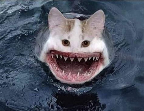 Create meme "cat shark, shark" - Pictures - Meme-arsenal.com