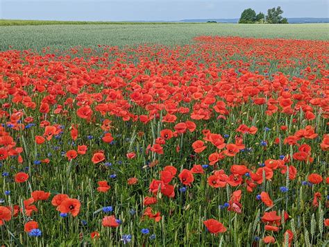 Poppy Field Flower Meadow - Free photo on Pixabay - Pixabay