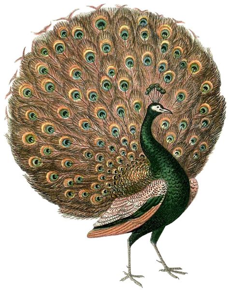 Pin by Rajesh joshi on Mayur | Peacock images, Flower art images ...