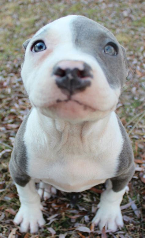 All White Pitbull Puppies With Blue Eyes For Sale - Pitbull Dog