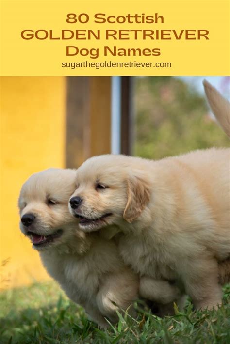 400+ Of The Best Most Cutest Golden Retriever Dog Names Ever - Golden Woofs