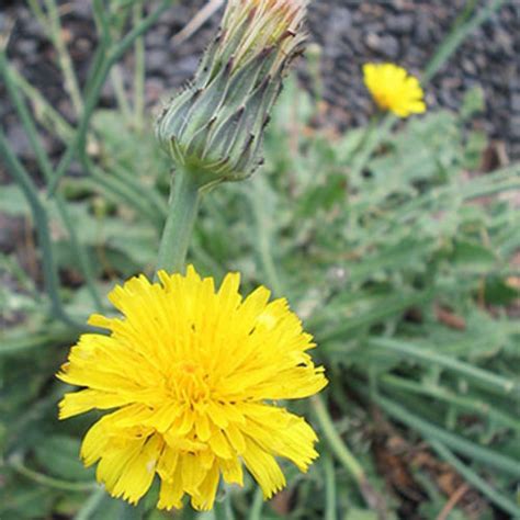 Washington State Noxious Weed Control Board