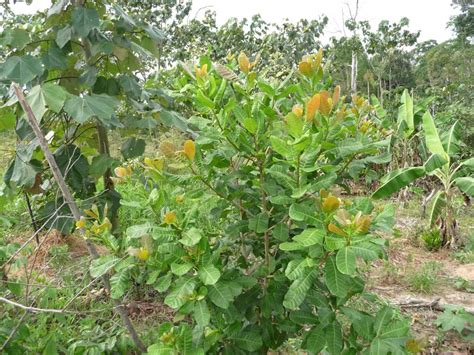 Cashew Tree: Pictures, Facts Photos On Cashew Trees