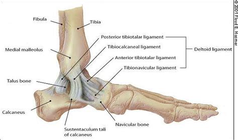 Pictures Of Ankle Joint, Deltoid LigamentHealthiack