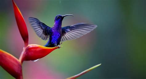 Colorful Birds Of Costa Rica