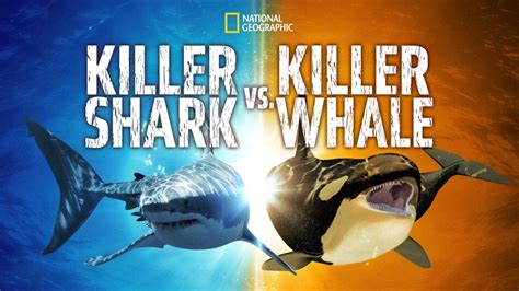 Killer Whale Vs Great White Shark