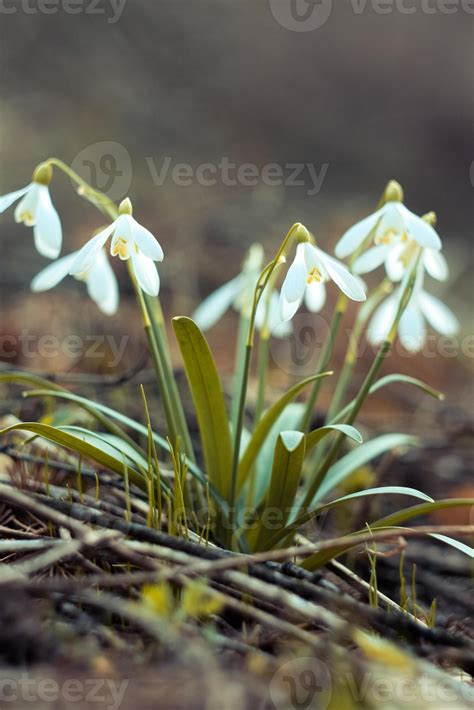 Close up snowdrop flowers in spring concept photo 19575653 Stock Photo ...