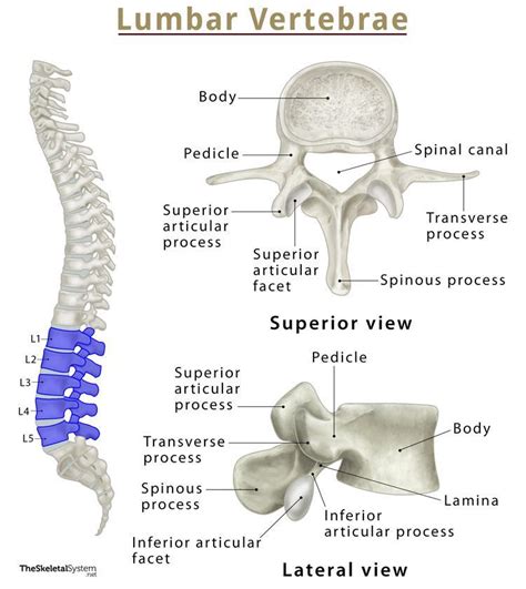 51+ Lumbar Diagram Vertebrae - IslamSerenna