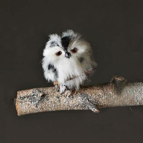 Cute Baby White Owl