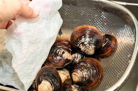 How to Keep Fresh Clams Alive (with Pictures) | eHow