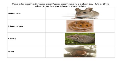 Field Guide to Rodent Identification : reddeadredemption