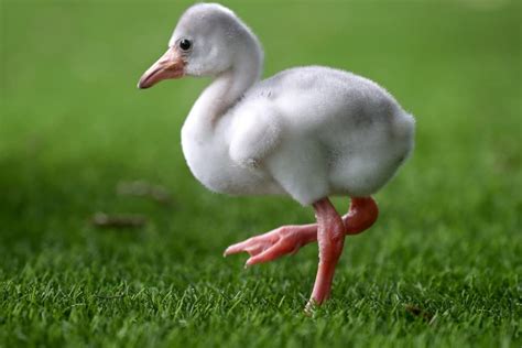 Baby Flamingos- All You Need To Know with Pictures - Birds Fact