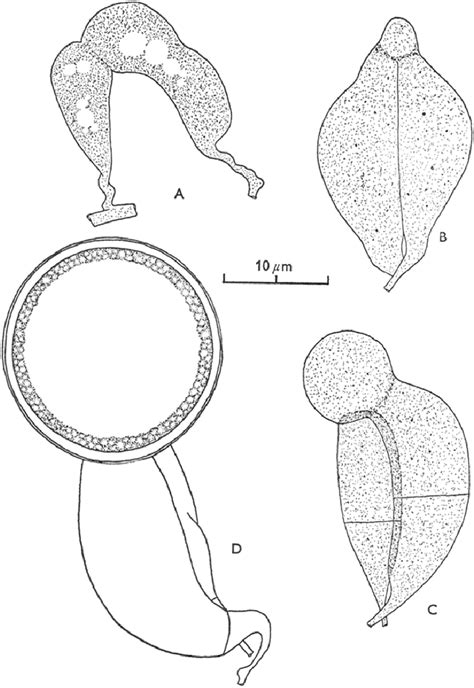 Piptocephalis fimbriata. A-C, successive stages in zygospore formation;... | Download Scientific ...