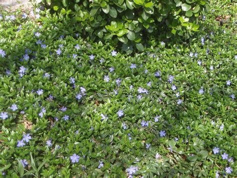 Vinca minor (Bowles, Bowles Periwinkle, Common Periwinkle, Dwarf Periwinkle, Lesser Periwinkle ...