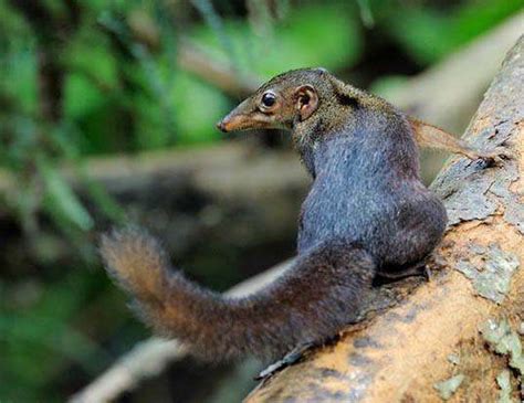 ESPERANZA DE VIDA DE LOS LESSER TREESHREW